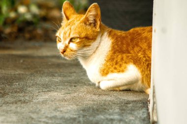 Turuncu kedi yerde huzur içinde yatarken güven ve rahatlamayı yansıtıyor..