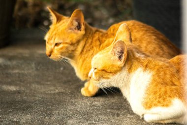 Turuncu kedi yerde huzur içinde yatarken güven ve rahatlamayı yansıtıyor..