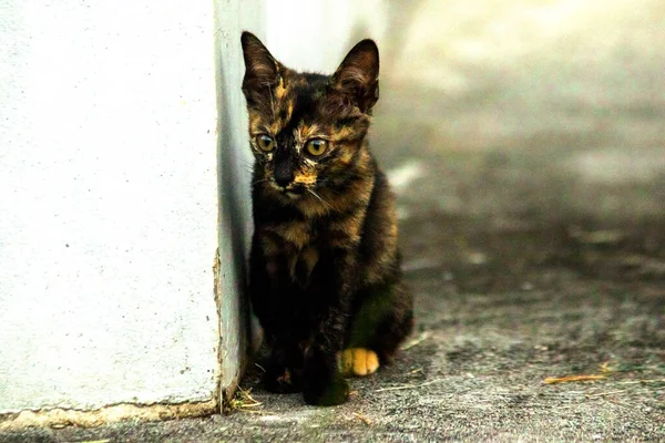 Turuncu ve Kara Tabby kendi bölgelerinin güvenliğini sağlıyordu..