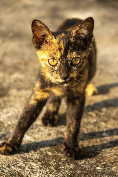 Tortitude Tabby, kulaklarını dikmiş, bir sesi ya da kokuyu analiz ettiğini gösteriyor..