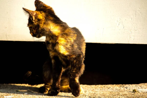 Kaplumbağa kabuğu kedileri son derece bağımsız, zeki, huysuz ve haylazdırlar..