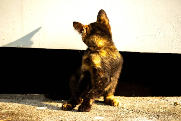 Kaplumbağa kabuğu kedileri son derece bağımsız, zeki, huysuz ve haylazdırlar..