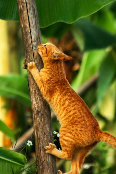 Ağaca tırmanan turuncu bir kedi ağacın tepesindeki avına yaklaşmasına yardım eder..