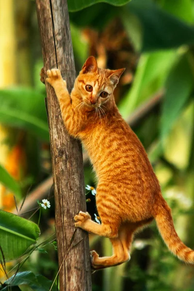 Ağaca tırmanan turuncu bir kedi ağacın tepesindeki avına yaklaşmasına yardım eder..