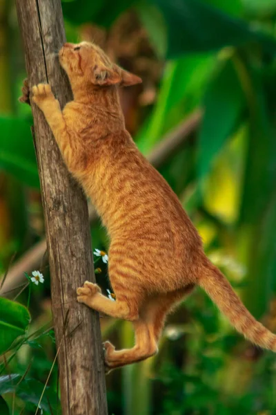 Ağaca tırmanan turuncu bir kedi ağacın tepesindeki avına yaklaşmasına yardım eder..