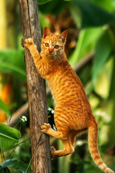 Ağaca tırmanan turuncu bir kedi ağacın tepesindeki avına yaklaşmasına yardım eder..