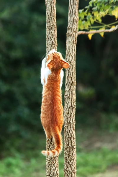 Ağaca tırmanan turuncu bir kedi ağacın tepesindeki avına yaklaşmasına yardım eder..