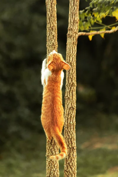 Ağaca tırmanan turuncu bir kedi ağacın tepesindeki avına yaklaşmasına yardım eder..