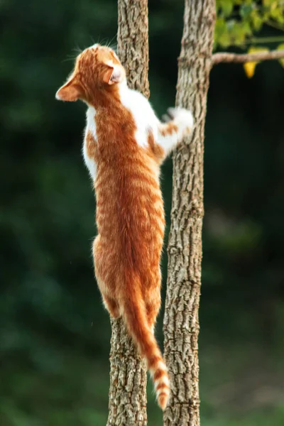 Ağaca tırmanan turuncu bir kedi ağacın tepesindeki avına yaklaşmasına yardım eder..