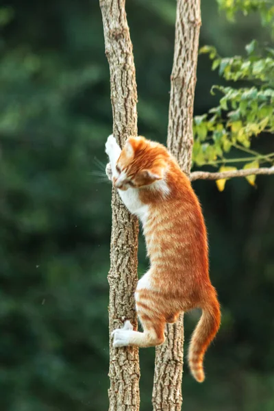 Ağaca tırmanan turuncu bir kedi ağacın tepesindeki avına yaklaşmasına yardım eder..