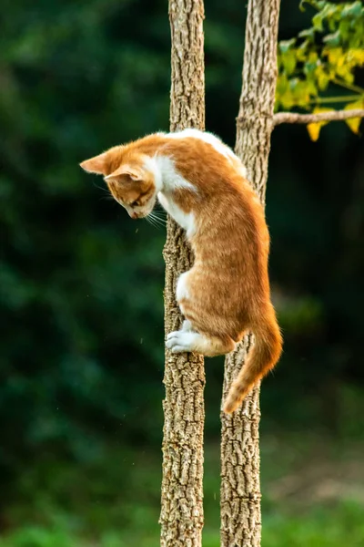Ağaca tırmanan turuncu bir kedi ağacın tepesindeki avına yaklaşmasına yardım eder..