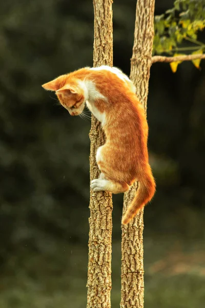Ağaca tırmanan turuncu bir kedi ağacın tepesindeki avına yaklaşmasına yardım eder..