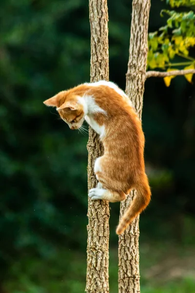 Ağaca tırmanan turuncu bir kedi ağacın tepesindeki avına yaklaşmasına yardım eder..