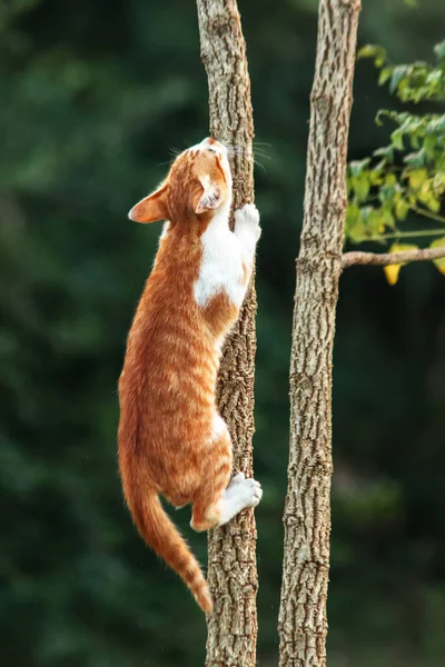 Ağaca tırmanan turuncu bir kedi ağacın tepesindeki avına yaklaşmasına yardım eder..