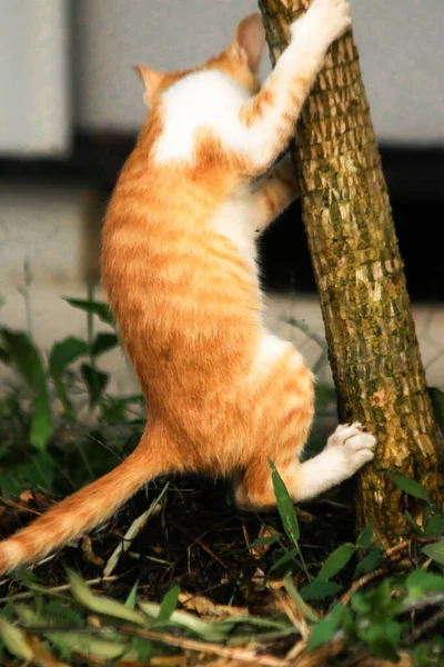 Ağaca tırmanan turuncu bir kedi ağacın tepesindeki avına yaklaşmasına yardım eder..