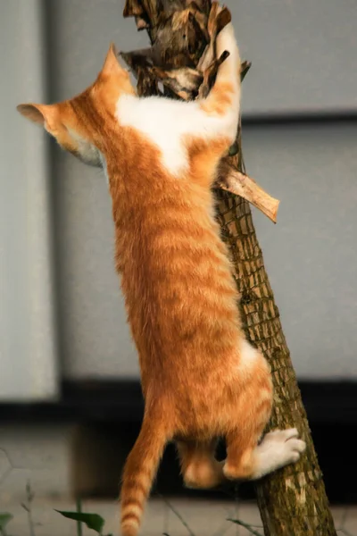 Ağaca tırmanan turuncu bir kedi ağacın tepesindeki avına yaklaşmasına yardım eder..