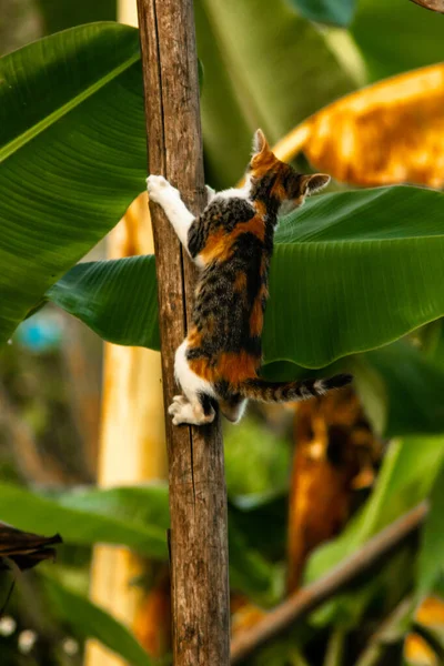 Bir yavru kedi ağaçlara tırmanmayı ve keşfetmeyi sever..