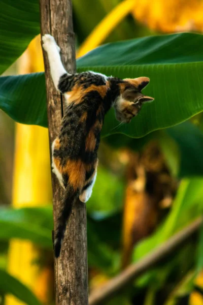Bir yavru kedi ağaçlara tırmanmayı ve keşfetmeyi sever..