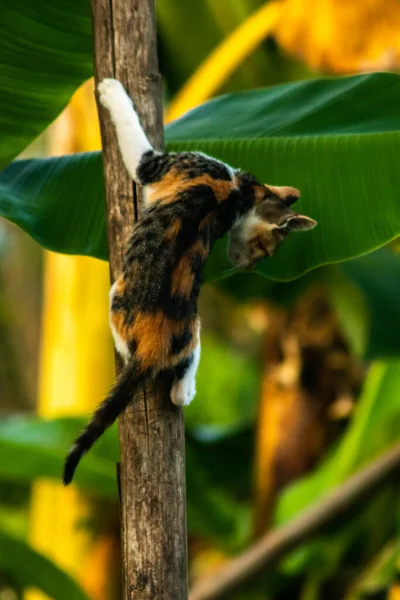 Bir yavru kedi ağaçlara tırmanmayı ve keşfetmeyi sever..