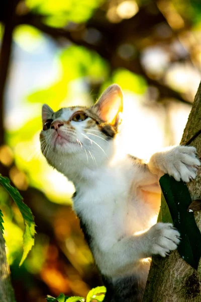 Bir yavru kedi ağaçlara tırmanmayı ve keşfetmeyi sever..
