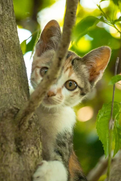 Bir yavru kedi ağaçlara tırmanmayı ve keşfetmeyi sever..
