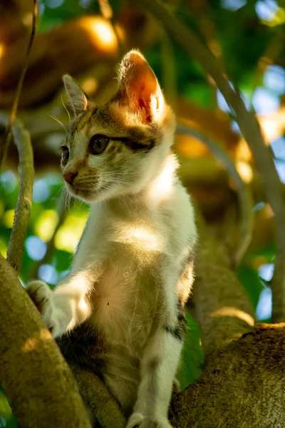 Bir yavru kedi ağaçlara tırmanmayı ve keşfetmeyi sever..