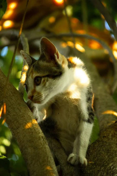 Bir yavru kedi ağaçlara tırmanmayı ve keşfetmeyi sever..