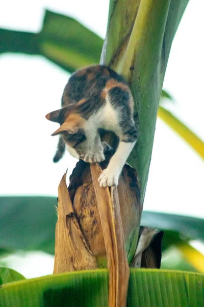 Bir yavru kedi ağaçlara tırmanmayı ve keşfetmeyi sever..
