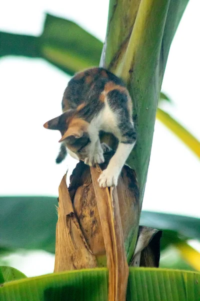 Bir yavru kedi ağaçlara tırmanmayı ve keşfetmeyi sever..