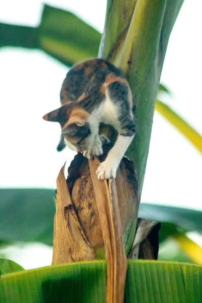 Bir yavru kedi ağaçlara tırmanmayı ve keşfetmeyi sever..