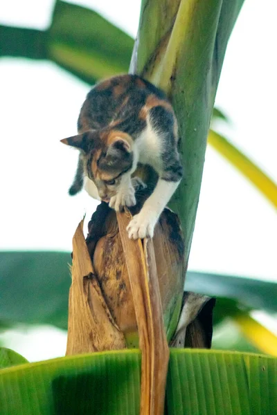 Bir yavru kedi ağaçlara tırmanmayı ve keşfetmeyi sever..