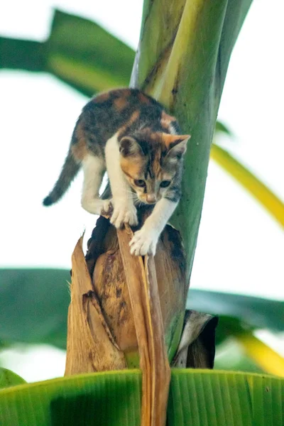 Bir yavru kedi ağaçlara tırmanmayı ve keşfetmeyi sever..