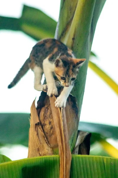 Bir yavru kedi ağaçlara tırmanmayı ve keşfetmeyi sever..