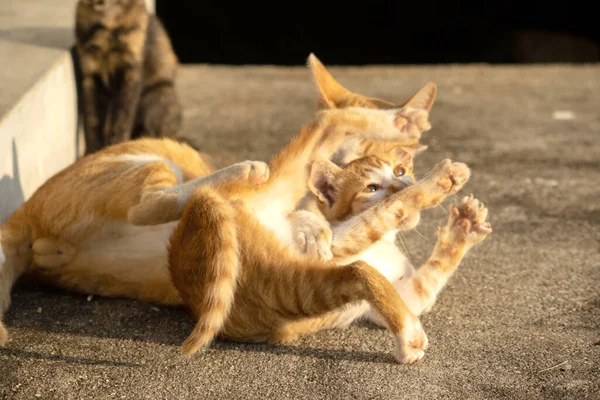 Kedi yavrularının birlikte oynaması çok güzel bir manzara..