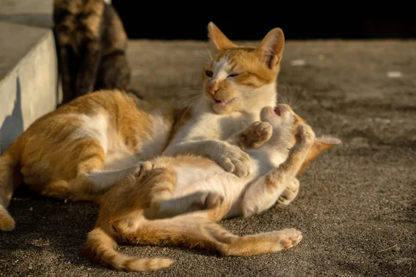 Kedi yavrularının birlikte oynaması çok güzel bir manzara..