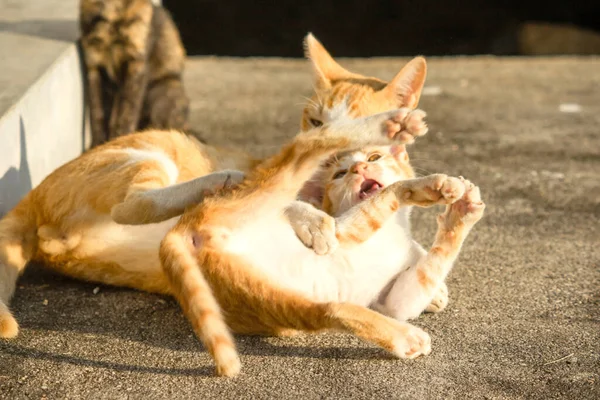 Kedi yavrularının birlikte oynaması çok güzel bir manzara..
