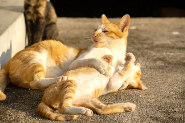 Kedi yavrularının birlikte oynaması çok güzel bir manzara..