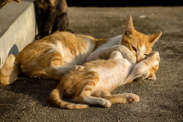 Kedi yavrularının birlikte oynaması çok güzel bir manzara..