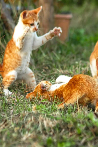 Kedi yavrularının birlikte oynaması çok güzel bir manzara..