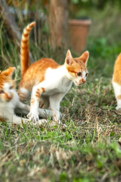 Kedi yavrularının birlikte oynaması çok güzel bir manzara..