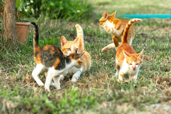 Kedi yavrularının birlikte oynaması çok güzel bir manzara..