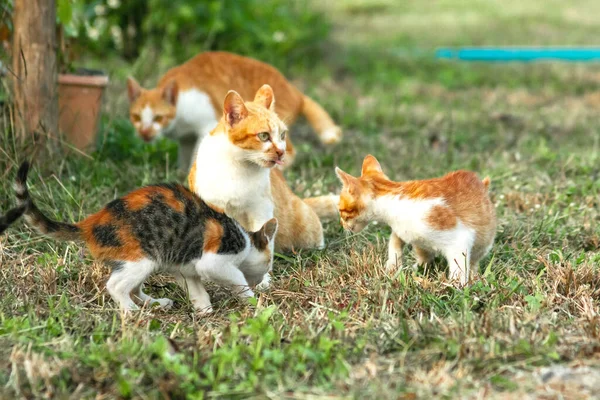 Kedi yavrularının birlikte oynaması çok güzel bir manzara..
