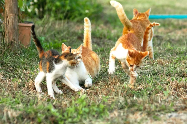 Kedi yavrularının birlikte oynaması çok güzel bir manzara..