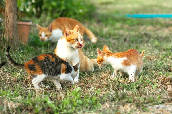 Kedi yavrularının birlikte oynaması çok güzel bir manzara..