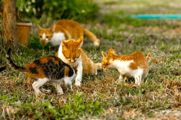 Kedi yavrularının birlikte oynaması çok güzel bir manzara..