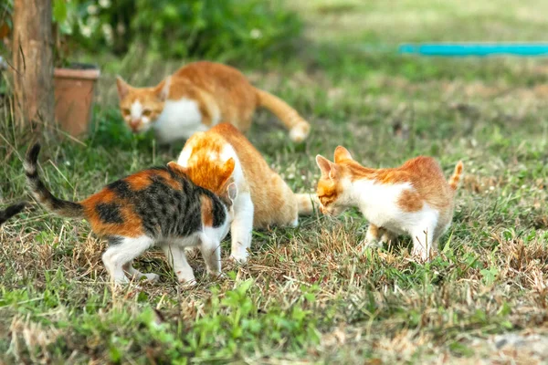 Kedi yavrularının birlikte oynaması çok güzel bir manzara..