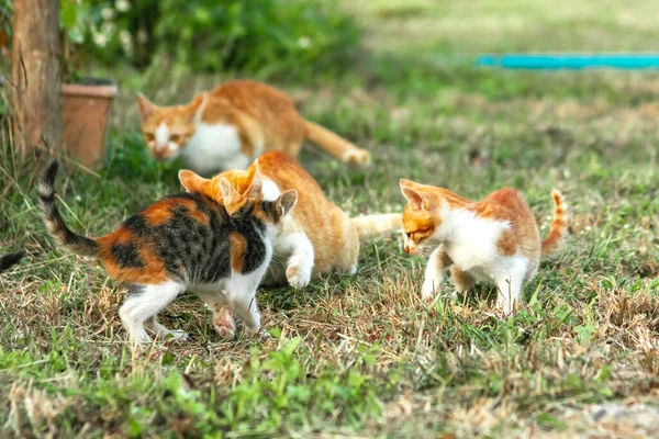 Kedi yavrularının birlikte oynaması çok güzel bir manzara..