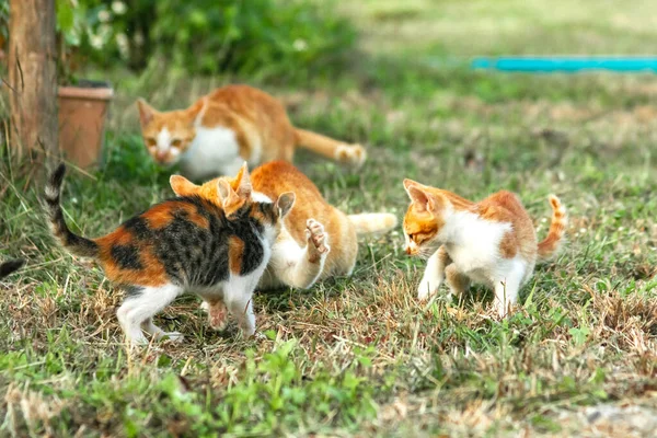 Kedi yavrularının birlikte oynaması çok güzel bir manzara..