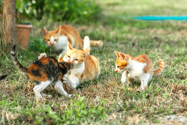 Kedi yavrularının birlikte oynaması çok güzel bir manzara..
