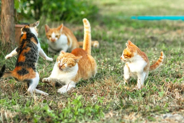 Kedi yavrularının birlikte oynaması çok güzel bir manzara..